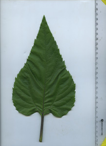 leaftop