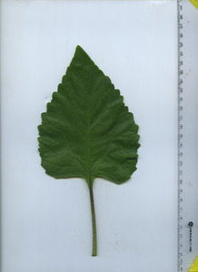 leaftop