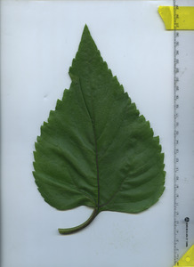 leaftop
