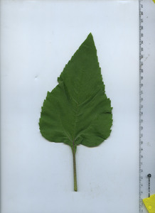 leaftop
