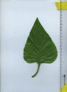 leaftop