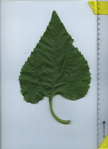 leaftop