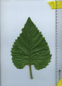leaftop