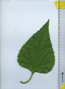 leaftop