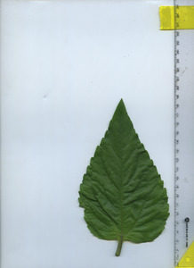 leaftop