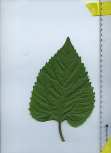 leaftop