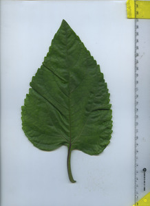 leaftop