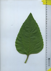 leaftop