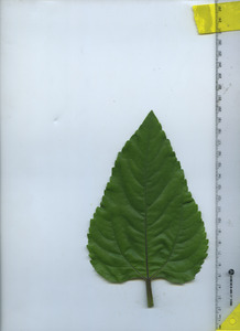 leaftop