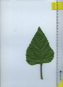 leaftop