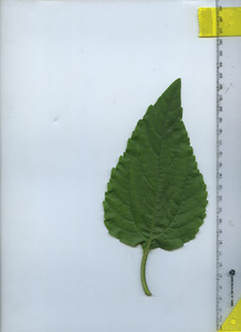 leaftop