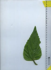 leaftop