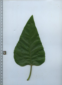 leaftop