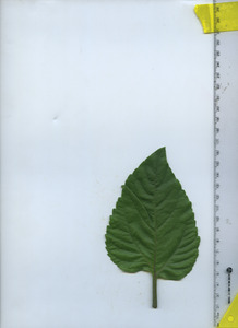 leaftop