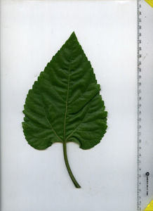 leaftop