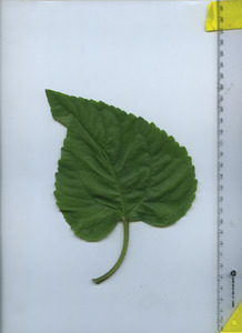 leaftop