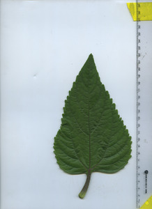 leaftop