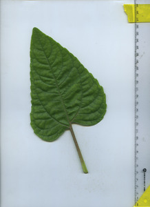 leaftop