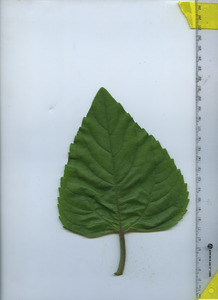 leaftop