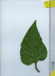 leaftop