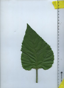 leaftop