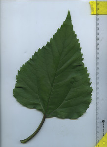 leaftop