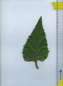 leaftop