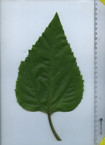 leaftop