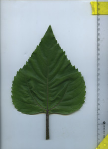 leaftop