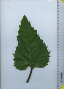 leaftop