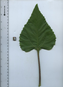 leaftop