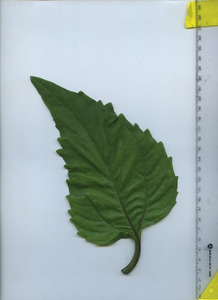 leaftop