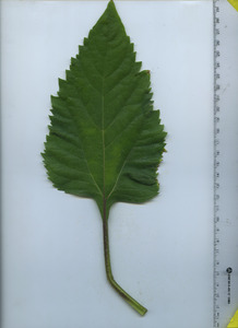 leaftop