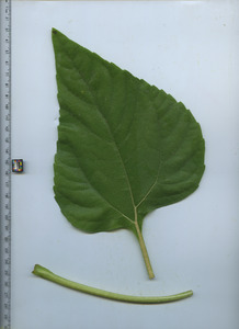 leaftop