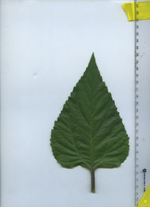 leaftop