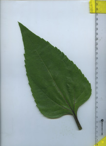 leaftop