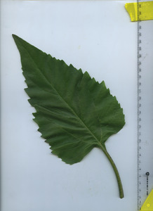 leaftop