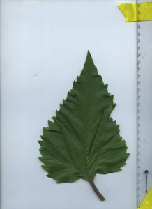 leaftop