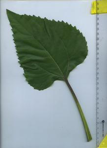 leaftop