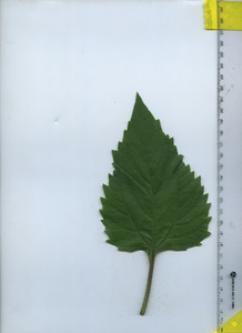 leaftop