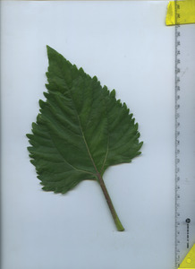 leaftop