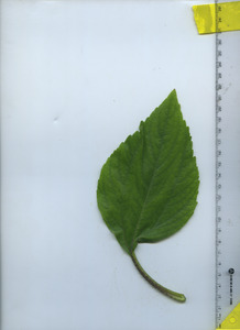 leaftop