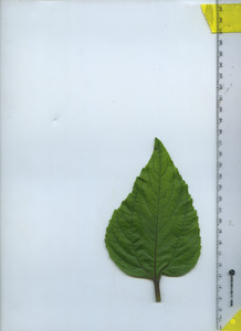 leaftop