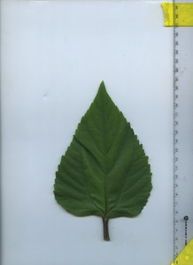 leaftop