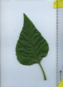 leaftop
