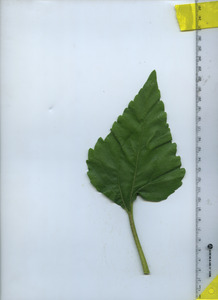 leaftop
