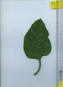 leaftop