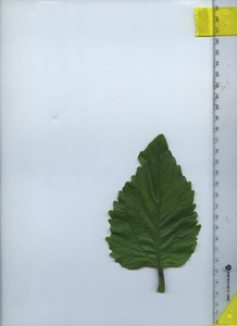 leaftop