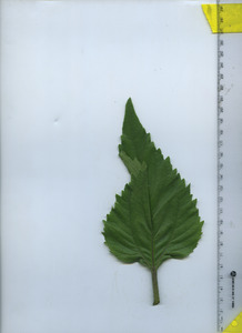 leaftop