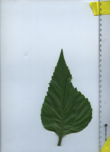 leaftop